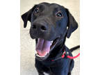 Adopt Hank a Black Labrador Retriever / Mixed dog in Victoria, TX (40843283)