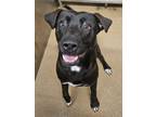 Adopt Smiles a Black - with White Labrador Retriever / Mixed dog in White