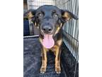 Adopt Aria a Black - with Tan, Yellow or Fawn German Shepherd Dog / Mixed dog in