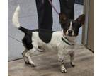 Adopt Rocco a Black - with White Corgi / Mixed dog in White Settlement
