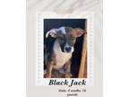 Adopt Black Jack a Tricolor (Tan/Brown & Black & White) Plott Hound dog in