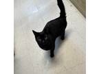 Adopt MAG a Domestic Shorthair / Mixed (short coat) cat in Sandusky