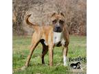 Adopt Bentley a Brindle - with White Hound (Unknown Type) / Mixed Breed (Large)