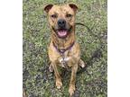 Adopt Tiger a Brindle Terrier (Unknown Type, Small) / Mixed dog in Palm Coast