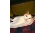 Adopt Tessa a White Domestic Shorthair / Domestic Shorthair / Mixed cat in