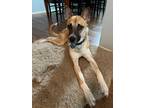 Adopt Luca a Tricolor (Tan/Brown & Black & White) German Shepherd Dog / Mixed