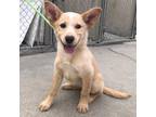 Adopt Serena a Tan/Yellow/Fawn Labrador Retriever / Mixed dog in Salt Lake City