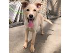 Adopt Brooke a Tan/Yellow/Fawn Labrador Retriever / Mixed dog in Salt Lake City