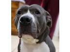 Adopt Daisy a Gray/Silver/Salt & Pepper - with White American Pit Bull Terrier /