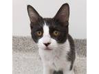 Adopt Santana a Gray or Blue Domestic Shorthair / Domestic Shorthair / Mixed cat