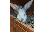 Adopt Murry a White American / American / Mixed rabbit in South Abington