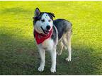 Adopt KOBA a Black Siberian Husky / Mixed dog in Tustin, CA (40508399)