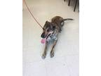 Adopt Piper a Brindle Belgian Shepherd / German Shepherd Dog / Mixed dog in