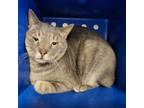 Adopt Disco a Gray, Blue or Silver Tabby Tabby (short coat) cat in Sheridan