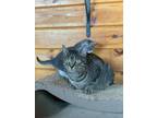 Adopt Jupiter a Brown Tabby Domestic Shorthair (short coat) cat in Kerhonkson