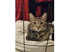 Adopt Jazzy Girl* a Brown Tabby Domestic Shorthair / Mixed Breed (Medium) /