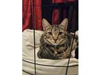 Adopt Jazzy Girl* a Brown or Chocolate Domestic Shorthair / Domestic Shorthair /