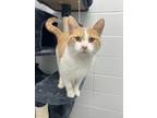 Adopt Molly a Orange or Red (Mostly) Domestic Shorthair (short coat) cat in