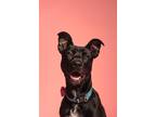 Adopt Loki a Black - with White Labrador Retriever / Mixed dog in Long Beach