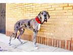 Adopt Charlie a Merle Great Dane / Mixed dog in Long Beach, CA (40732799)