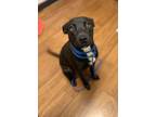 Adopt Rocky* a Black Mixed Breed (Medium) / Mixed dog in Baton Rouge