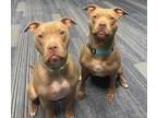 Adopt Moose a Tan/Yellow/Fawn American Staffordshire Terrier / Mixed dog in
