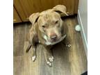 Adopt Lady a Tan/Yellow/Fawn Staffordshire Bull Terrier / Mixed dog in Elk