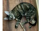 Adopt Chaitali and Olivia a Brown Tabby Domestic Shorthair (short coat) cat in