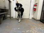 Adopt George a Black - with White German Shorthaired Pointer / Collie / Mixed