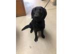 Adopt Hope 123144 a Black Labrador Retriever dog in Joplin, MO (40935909)
