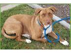 Adopt Dakota a Red/Golden/Orange/Chestnut - with White Vizsla / Pit Bull Terrier