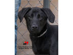 Adopt Lefty a Black Retriever (Unknown Type) / Mixed dog in Toccoa