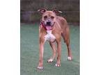 Adopt Clay a Tan/Yellow/Fawn Boxer / Mixed Breed (Medium) / Mixed (short coat)