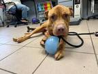 Adopt Hunter a Tan/Yellow/Fawn American Pit Bull Terrier / Mixed Breed (Medium)