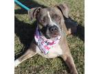 Adopt Zara a Brindle Mixed Breed (Small) / Mixed Breed (Medium) / Mixed (short