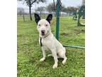 Adopt Blue a White American Pit Bull Terrier / Mixed Breed (Medium) / Mixed