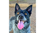 Adopt Zinger a Black Mixed Breed (Medium) / Mixed dog in Leander, TX (37595921)