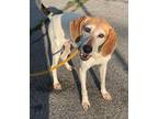 Adopt Baby Maggie a Tricolor (Tan/Brown & Black & White) Treeing Walker