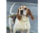 Adopt Reba a Tricolor (Tan/Brown & Black & White) Treeing Walker Coonhound /