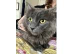 Adopt Beau (in foster) a Gray or Blue Domestic Longhair / Mixed Breed (Medium) /