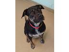 Adopt Lilo a Black Mixed Breed (Large) / Mixed dog in Pompano Beach