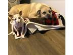 Adopt Sallie a Red/Golden/Orange/Chestnut American Staffordshire Terrier / Boxer