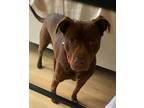 Adopt Ginger a Brown/Chocolate Labrador Retriever / Mixed dog in Flanders
