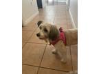 Adopt Lola a Tan/Yellow/Fawn - with White Chinese Crested / Terrier (Unknown