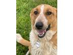 Adopt AT1 Athena a Australian Cattle Dog / Mixed dog in Wharton, TX (40916440)