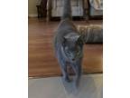 Adopt Golda a Gray or Blue Domestic Shorthair / Mixed cat in Bossier City