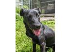 Adopt Bingo a Black - with White Shepherd (Unknown Type) / Labrador Retriever