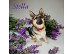 Adopt Stella II a Black - with Tan, Yellow or Fawn German Shepherd Dog / Mixed