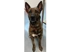 Adopt Tyson a Dutch Shepherd / Mixed dog in Portland, IN (40934479)