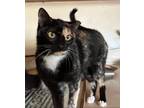 Adopt Lola a Black & White or Tuxedo Domestic Shorthair / Mixed (short coat) cat
